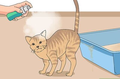 How to Treat Cat Behavioral Problems Using Pheromones
