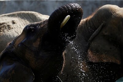 Asian Elephants, Great Indian Bustard and Bengal Florican Now Have a Global Conservation Shield