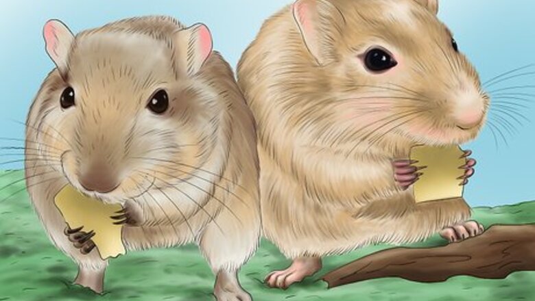 How to Make Your Gerbil Happy