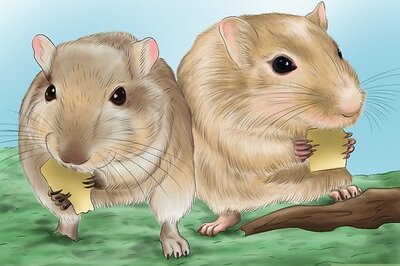 How to Make Your Gerbil Happy