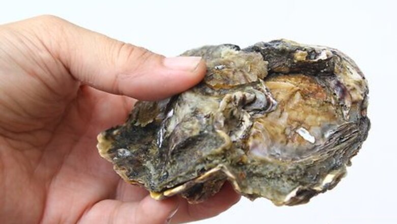 How to Shuck Oysters