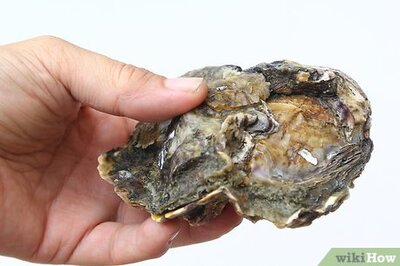 How to Shuck Oysters