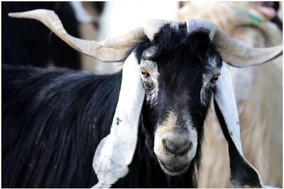 Man Attempts to 'Rape' Goat in West Bengal, Beaten up: Police