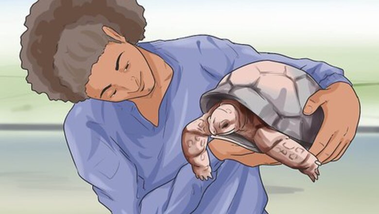 How to Sex Tortoises