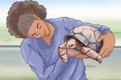 How to Sex Tortoises