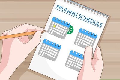 How to Prune Gate Vines