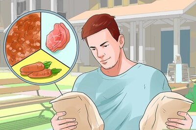 How to Care for English Springer Spaniels