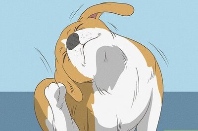 How to Diagnose Canine Ear Infections