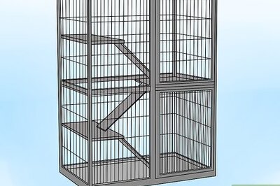 How to Set Up a Ferret Cage