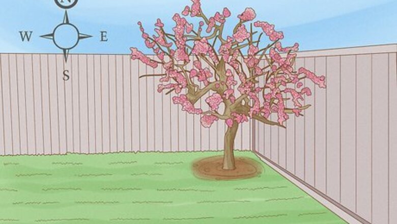 How to Choose Plants for Good Feng Shui