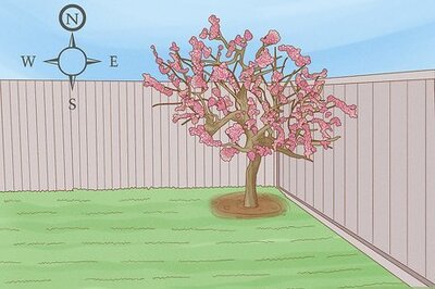 How to Choose Plants for Good Feng Shui