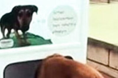 This Machine Dispenses Dog Food For Plastic Bottles. Paytm CEO Wants To Fund The Initiative