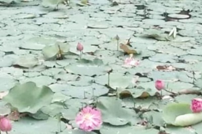Why Thiruvananthapuram Is Seeing A Surge In Lotus Cultivation