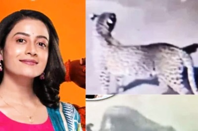 Watch: Leopard Enters The Sets Of Marathi Serial Premas Rang Yave