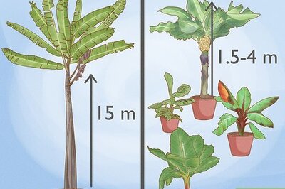 How to Grow Banana Trees in Containers