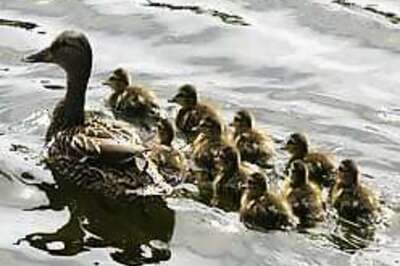 Mother duck's annual road-blocking
