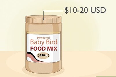 Feeding Baby Budgies: Step-by-Step Guide