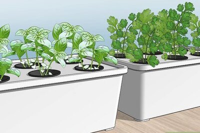 How to Grow Hydroponic Vegetables