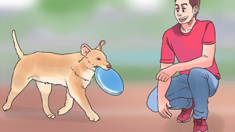 How to Socialize Your Pet for The Holidays