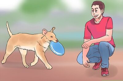 How to Socialize Your Pet for The Holidays