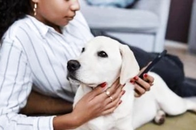 Friendship Day 2023: Here Is How You Can Spend The Perfect Day With Your Furry Best Friend