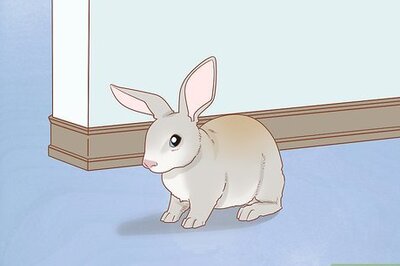 How to Raise Rabbits