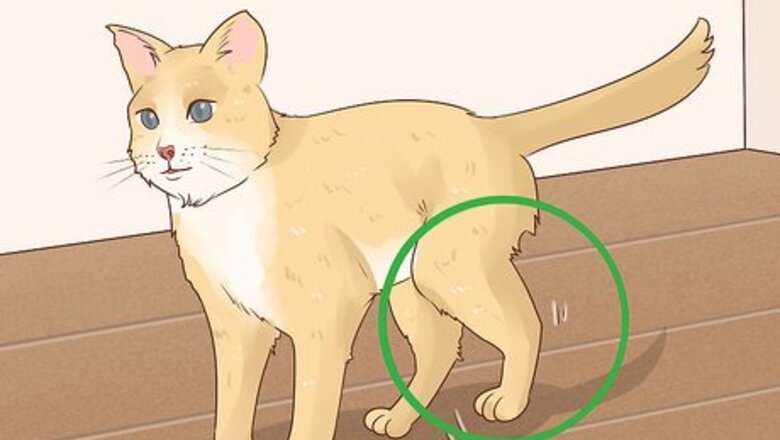 How to Handle Septic Arthritis in Cats
