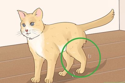 How to Handle Septic Arthritis in Cats
