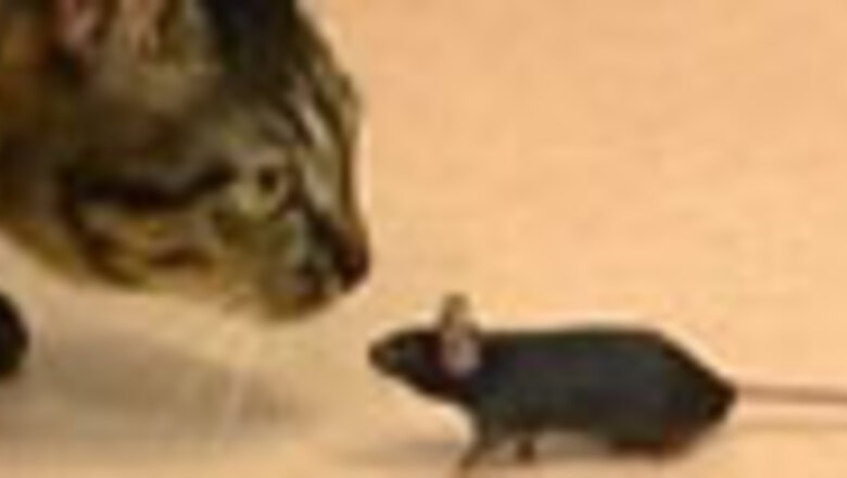 Rat meat in demand as inflation bites in Cambodia