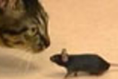 Rat meat in demand as inflation bites in Cambodia