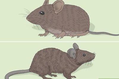 How to Tell a Field Mouse and a House Mouse Apart