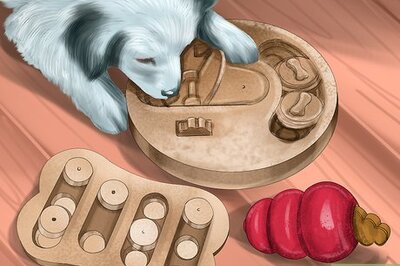 How to Keep Your Pet Occupied when You Are Not at Home