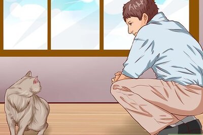 How to Restrain a Cat