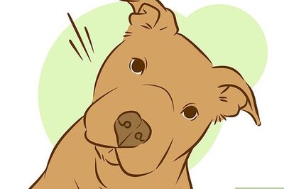 How to Train a Pitbull Puppy