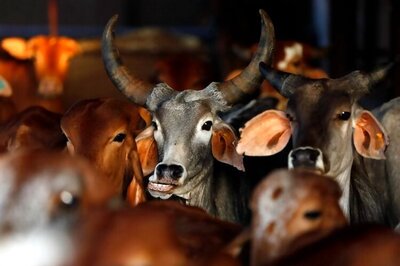 Bombay HC refuses to relax ban on slaughter of bulls and sale of its meat during Bakri Eid festival