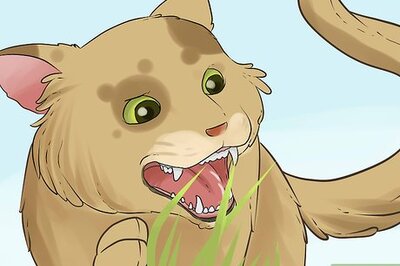 How to Diagnose Chronic Vomiting in Cats