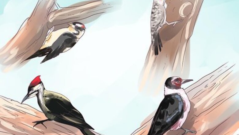How to Attract Woodpeckers to Your Yard