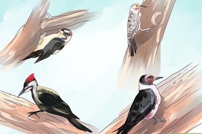 How to Attract Woodpeckers to Your Yard