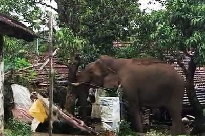 Chillikomban, Kerala's Friendly Wild Elephant, Goes Viral For His Love For Mangoes