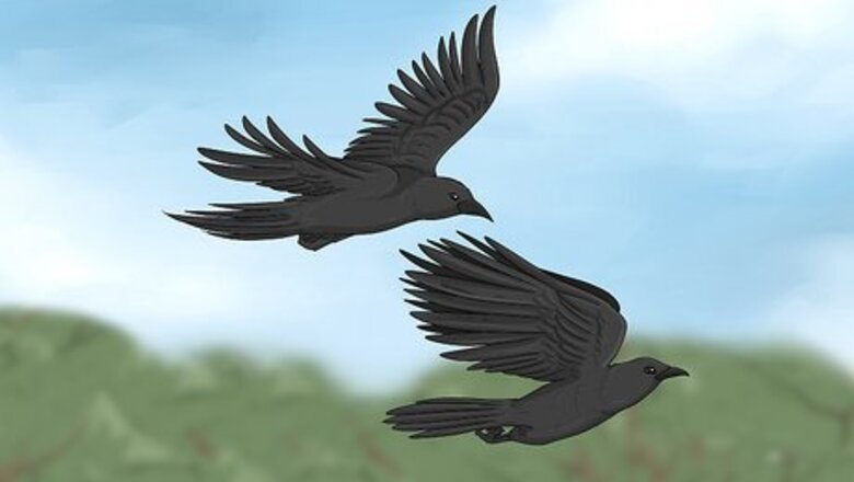 What Does It Mean When You See 2 Crows?