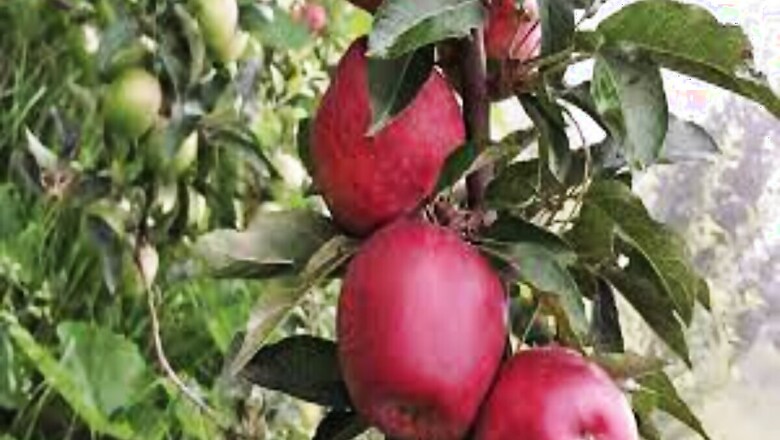 Uttarakhand Police Memo for Subordinates: Protect Apple Tree from Monkeys or Face Action