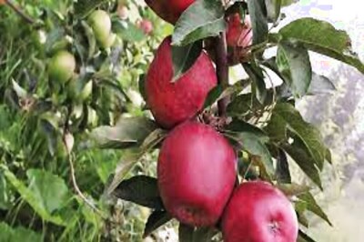 Uttarakhand Police Memo for Subordinates: Protect Apple Tree from Monkeys or Face Action