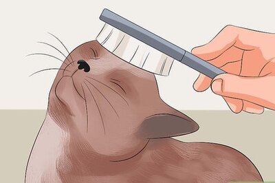 How to Make Your Cat's Fur Soft and Shiny