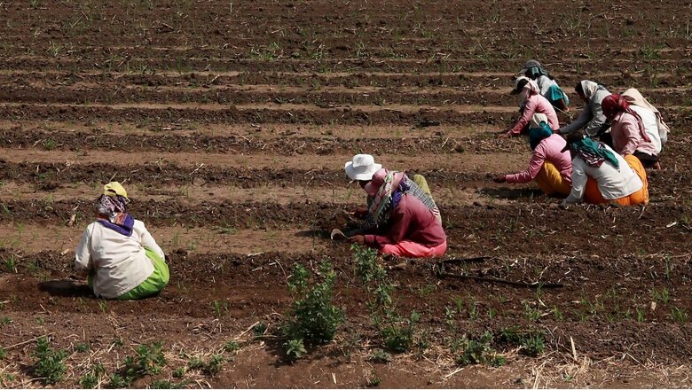 As Brutal Heatwaves Mar Wheat Production, Early Monsoon Rains in Kerala Brighten Outlook for Crops