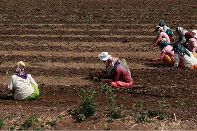As Brutal Heatwaves Mar Wheat Production, Early Monsoon Rains in Kerala Brighten Outlook for Crops