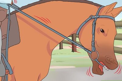 How to Stop a Horse Rearing