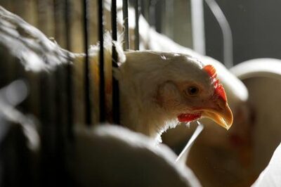 Halal Row: K'taka Animal Husbandry Dept Asks BBMP to Enforce Compulsory Stunning of Animals in Meat Shops