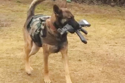 Brave Army Dog 'Axel' Who Helped Kill Terrorist in J&K Op, Recognised in Gallantry Awards