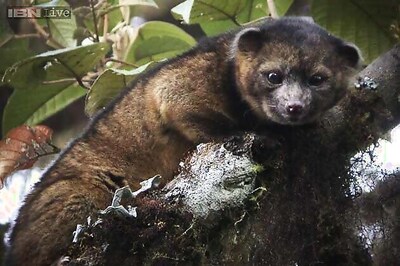 Olinguito, the newest mammal discovered in US