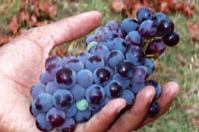 Purple grape juice helps the heart